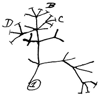 Darwin's phylogenetic tree